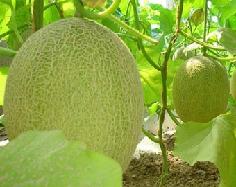 50 Hami Melon Seeds Chinese Vietnamese Asian Indian Canteloupe