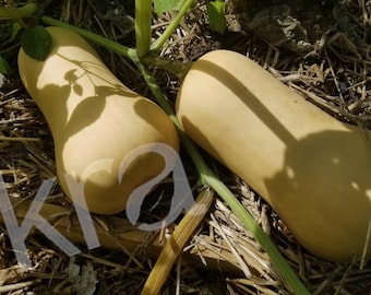 30 Waltham Butternut Pumpkin Winter Squash Seeds Heirloom 2024 crop