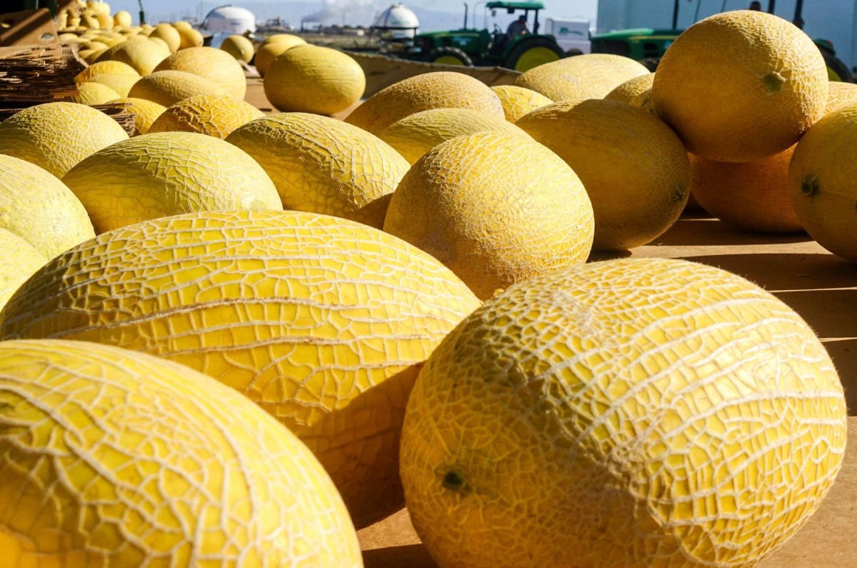 50 Hami Melon Seeds Chinese Vietnamese Asian Indian Canteloupe Etsy