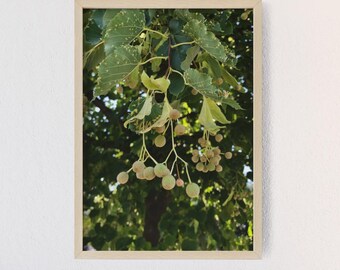 Frühling Linden Baum Fotografie Druck | Botanische Wandkunst | Grüne Natur-Foto-Dekor | Cottagecore Woodland Wandkunst