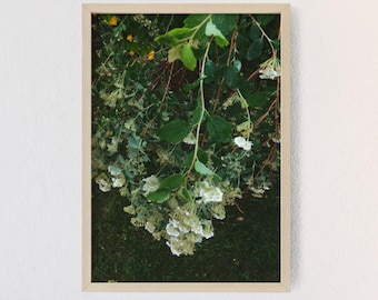 Wildblumen Fotografie, botanische Wandkunst, Cottagecore Naturdekor, grüne druckbare Kunst, stimmungsvolles Gartenfoto, Geschenk für Pflanzenliebhaber