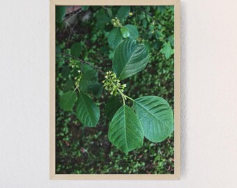 Frühling Linden Baum Fotografie Druck | Botanische Wandkunst | Grüne Natur-Foto-Dekor | Cottagecore Woodland Wandkunst