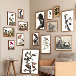 John James Audubon Printable Vintage Masterpiece Wall Art Print Mega Collection High-Quality Wall Art Set, Gallery Home Decor (Set of 324)