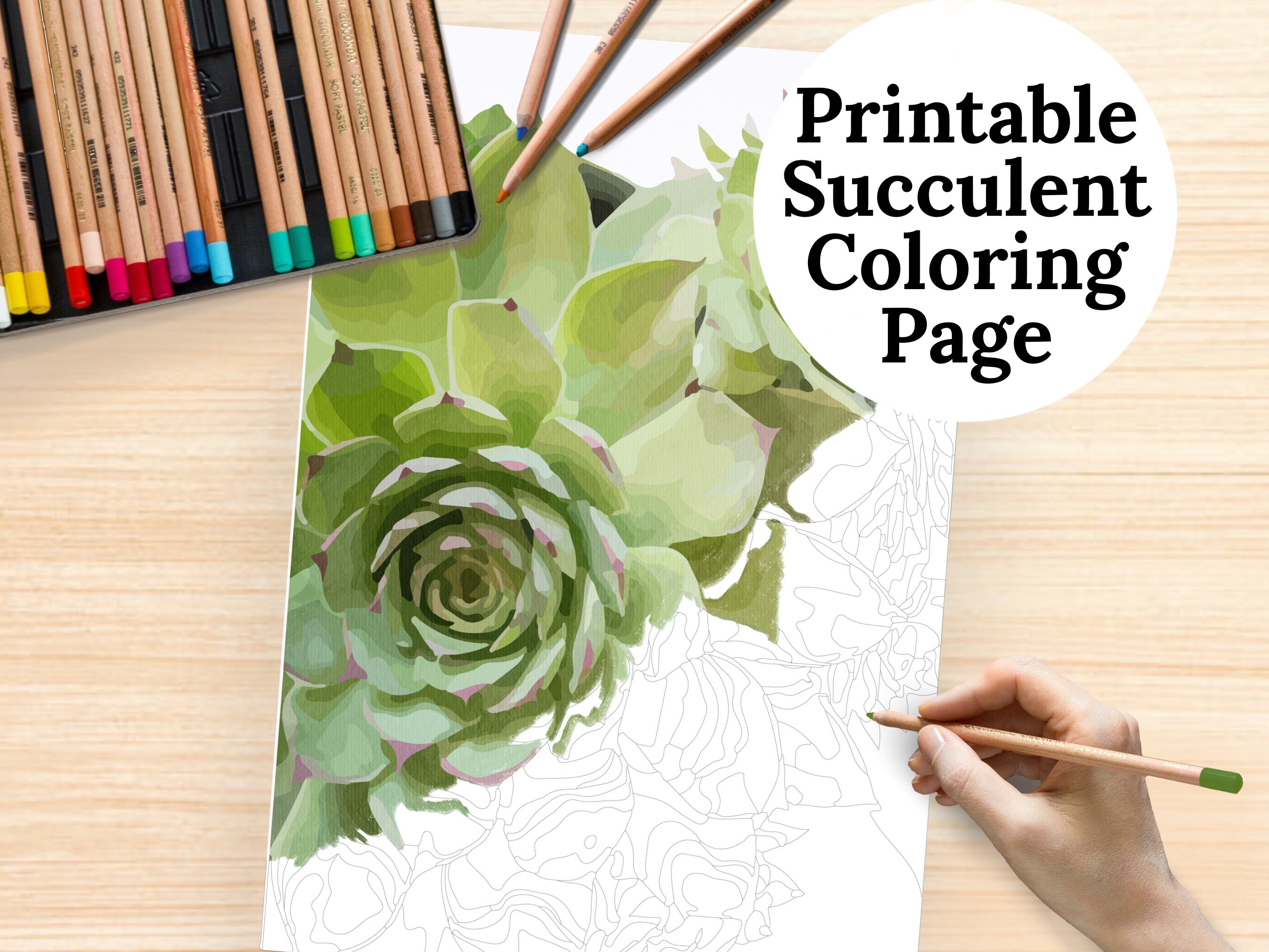 Succulent Coloring Page Relaxing Coloring for Adults - Etsy