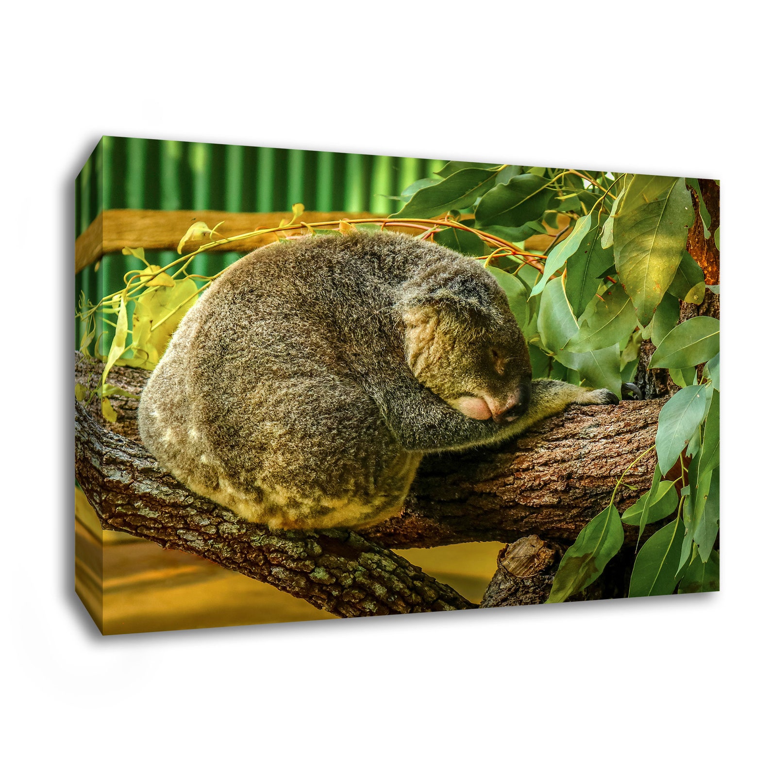 Koala Bear Art Canvas, Australian Wildlife Wall Decor, Zoo Animal Print