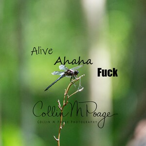 Alive Ahaha F*ck Unmotivational Poster
