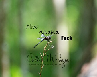 Alive Ahaha F*ck Póster desmotivativo