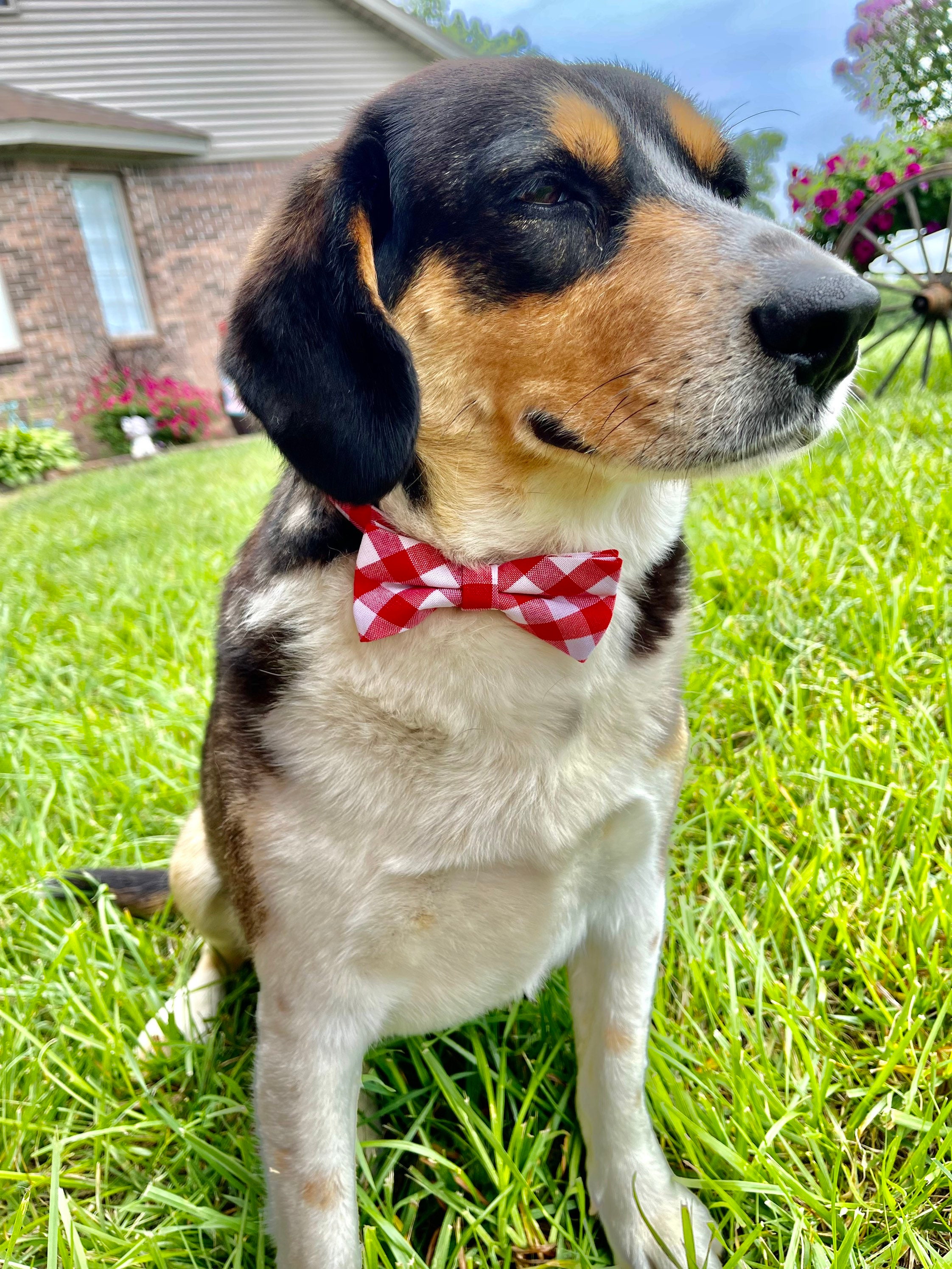 sausage dog bow tie