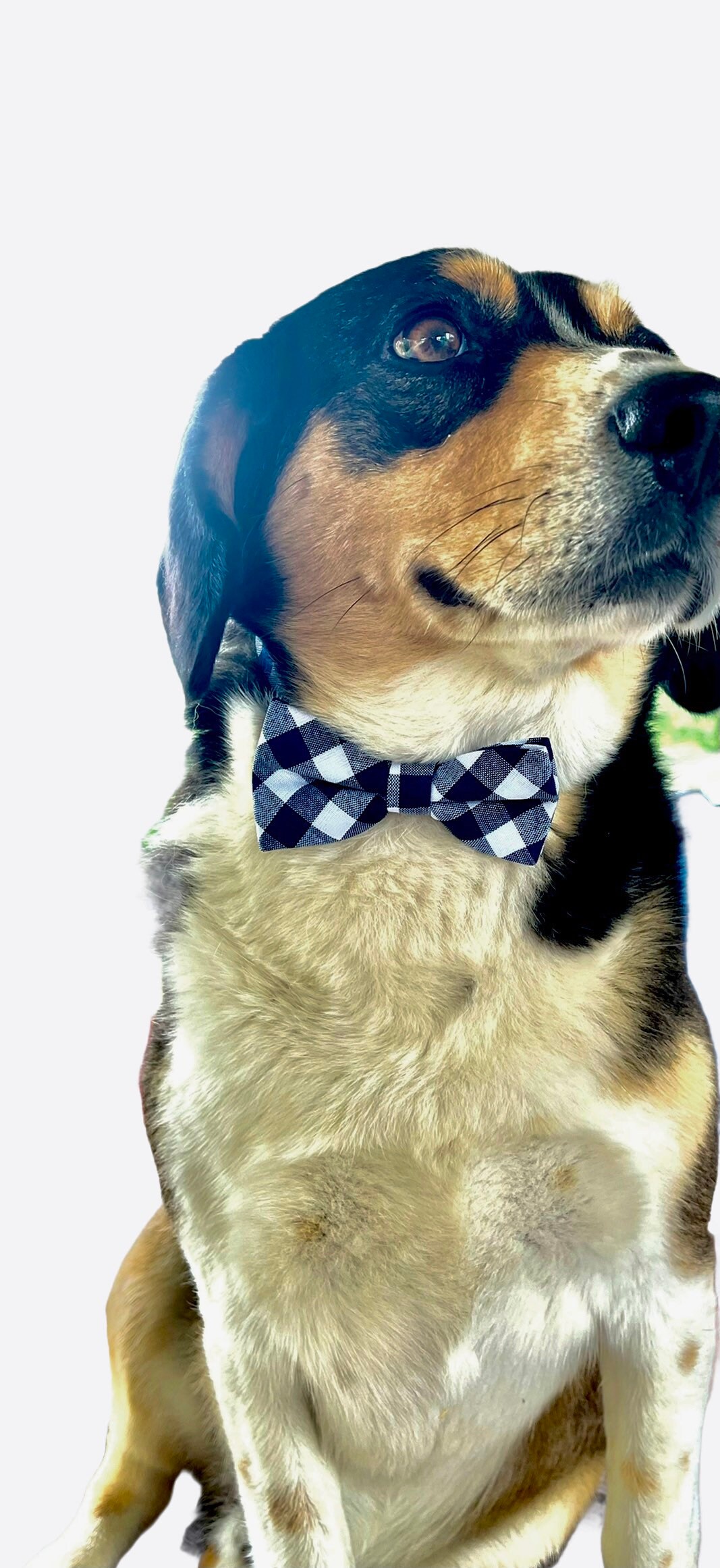 matching dog bow tie