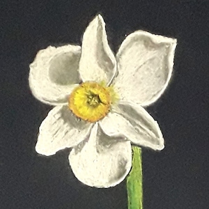 Alone and beautiful  Flower Original Pastels Painting White Narzissus by PelagejArt 8 by 12&quot;