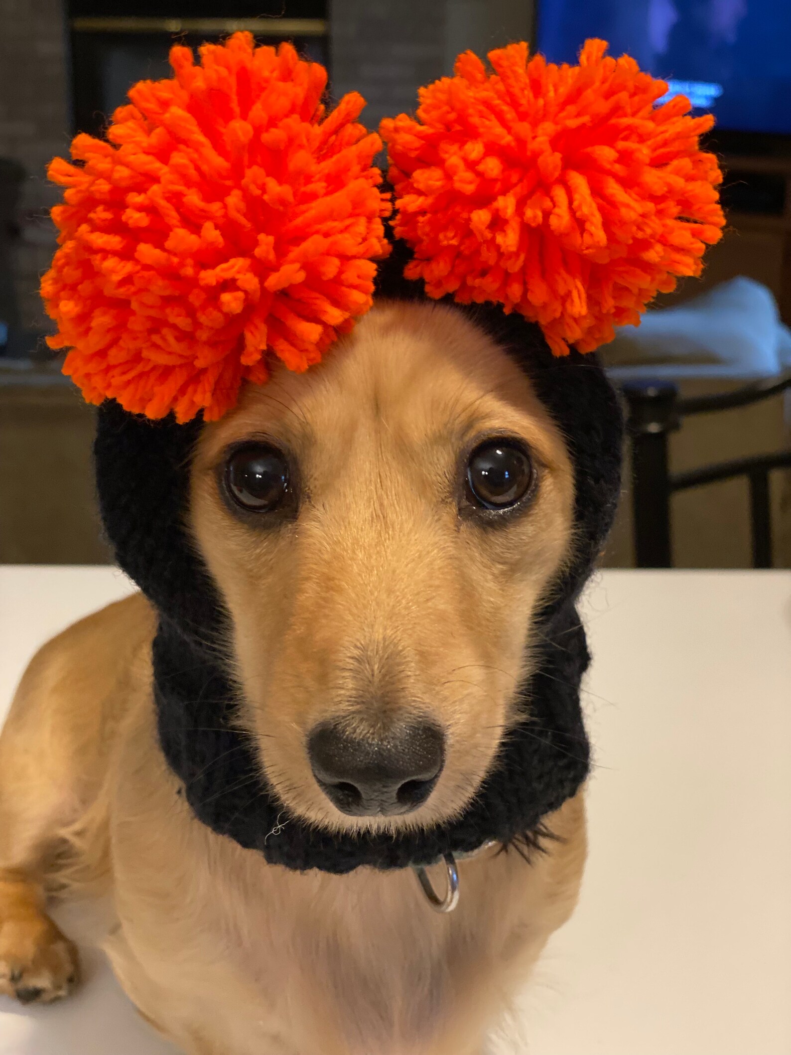 Dog Hat for Halloween Etsy