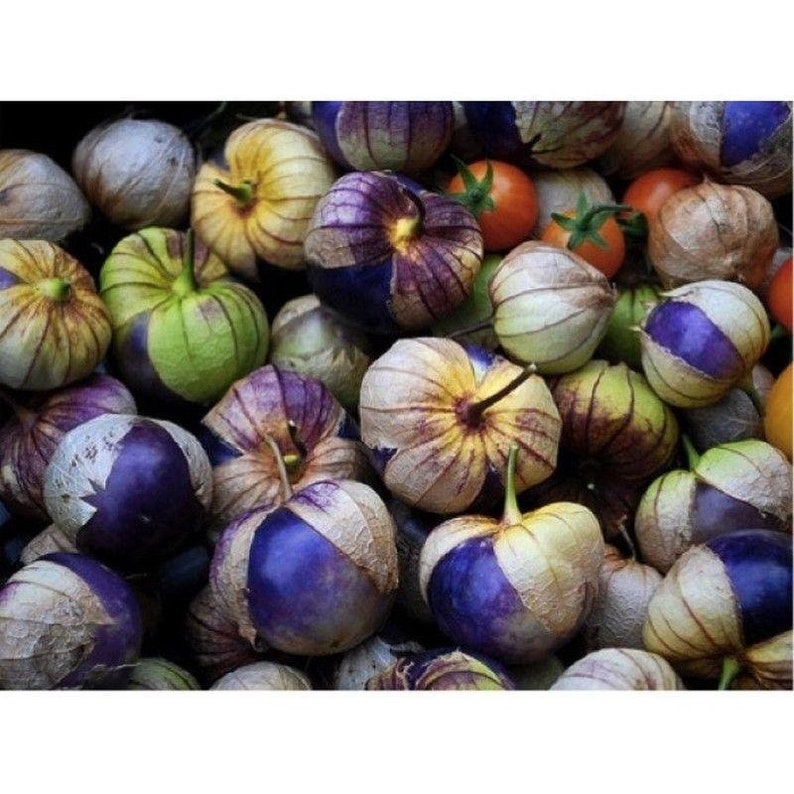 Purple de Milpa Tomatillo Seeds Etsy