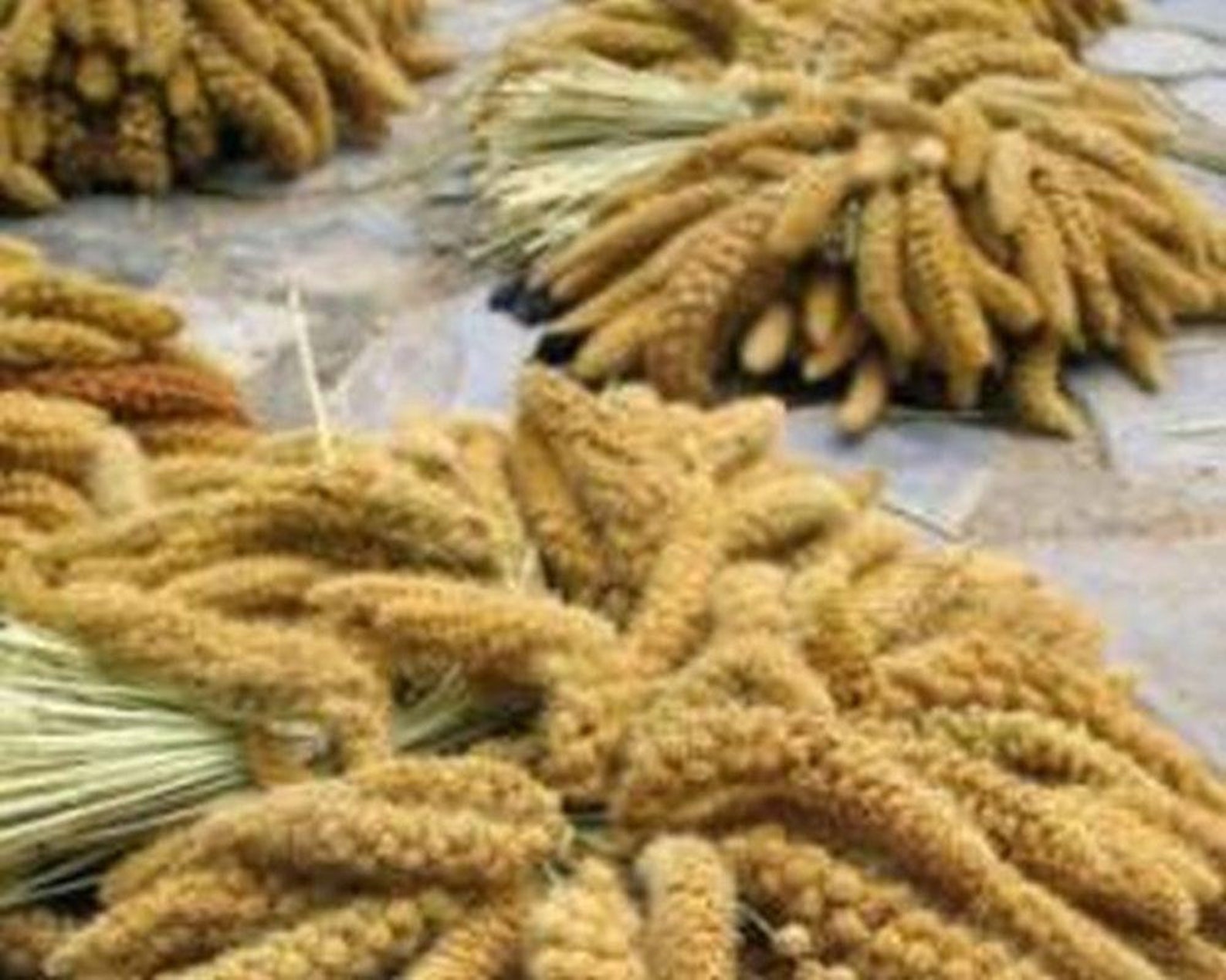 German Millet Foxtail Millet Seeds Etsy
