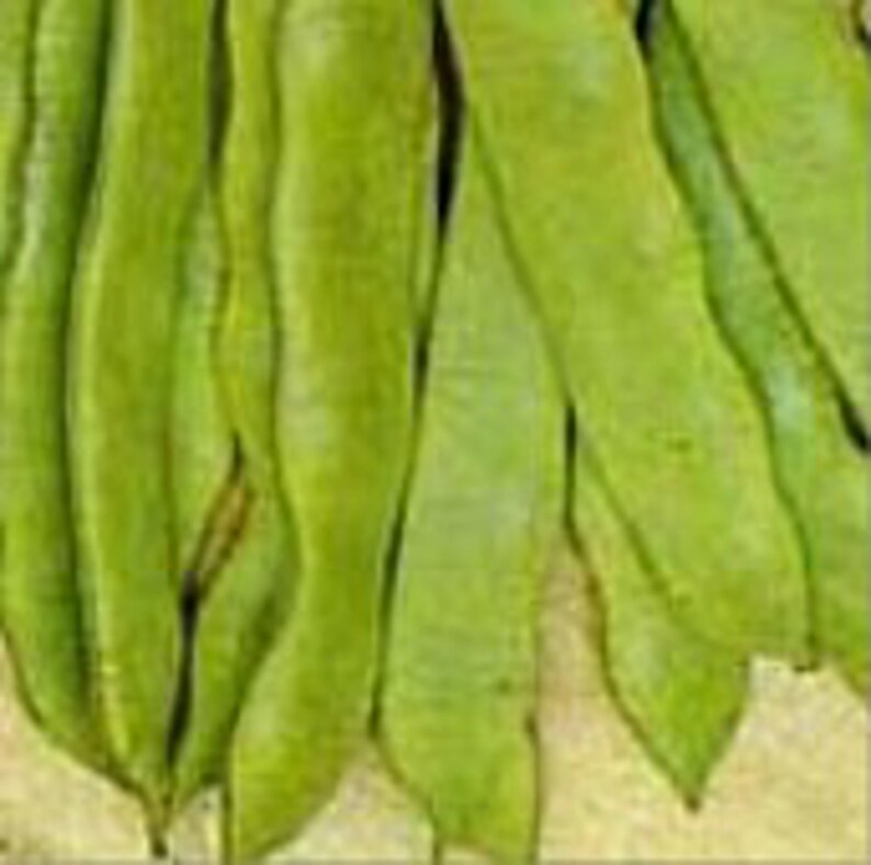 Romano Pole Beans Seeds Etsy
