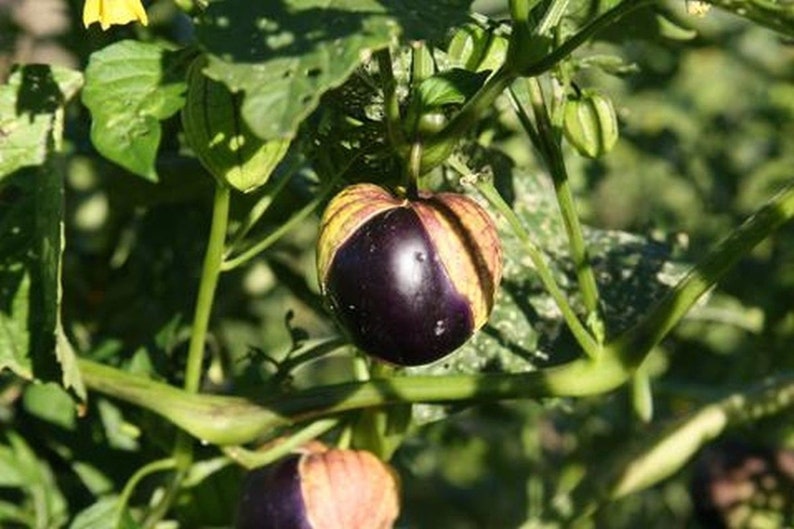 Purple de Milpa Tomatillo Seeds Etsy
