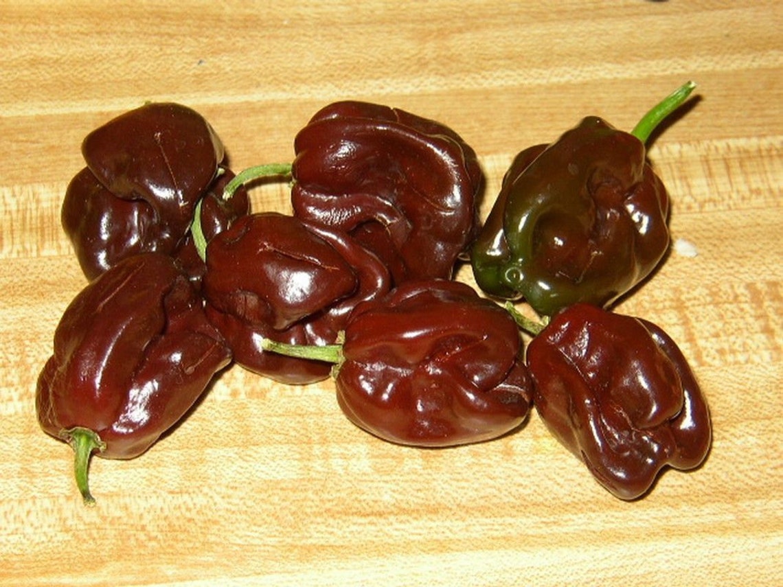 Chocolate Habanero Pepper Seeds Etsy