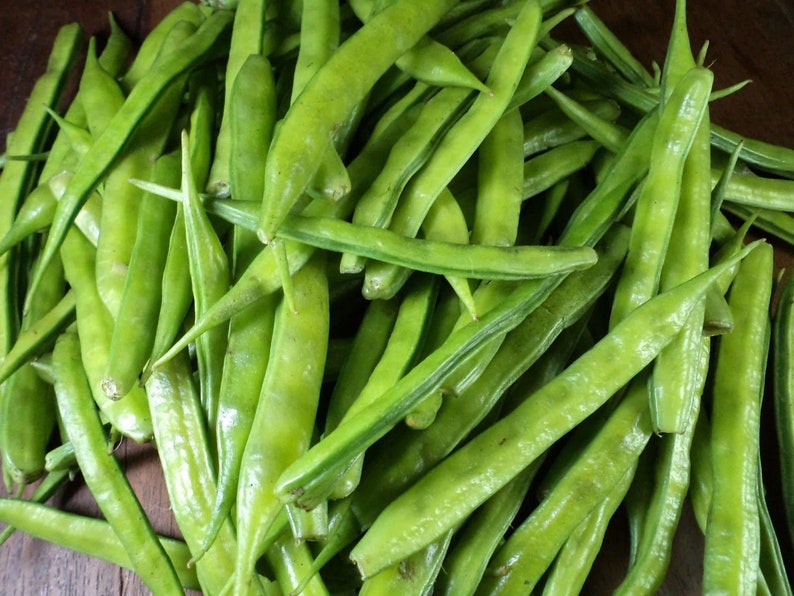 Indian Cluster Bean Seeds Etsy