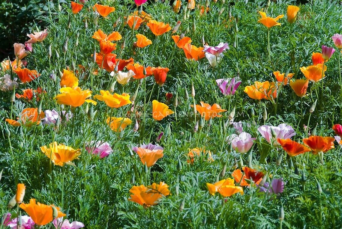 Mixed California Poppy Seeds Etsy