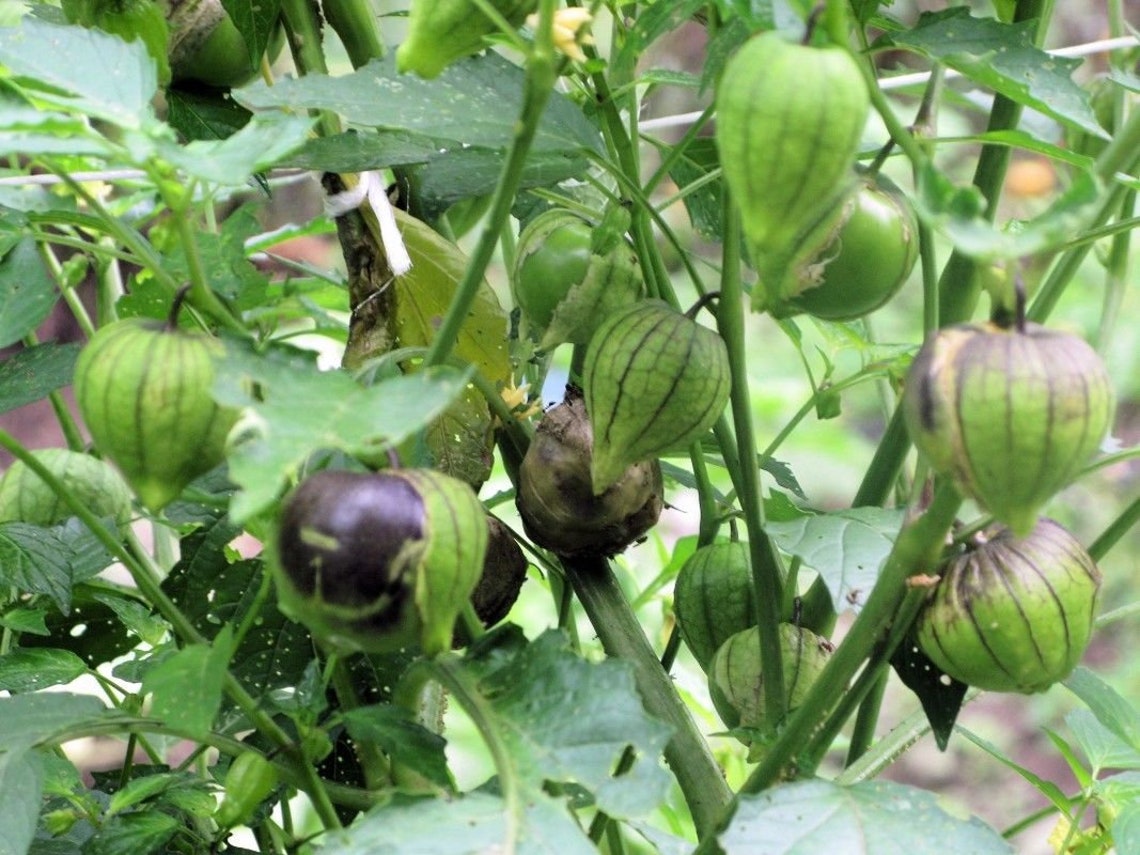 Purple de Milpa Tomatillo Seeds Etsy