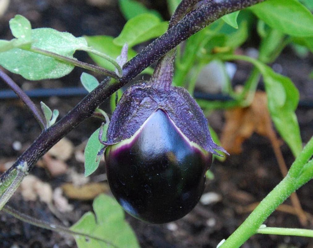 Kamo Japanese Eggplant Seeds Etsy
