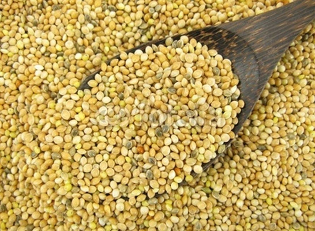 Proso Millet makes GREAT amounts of seeds Etsy