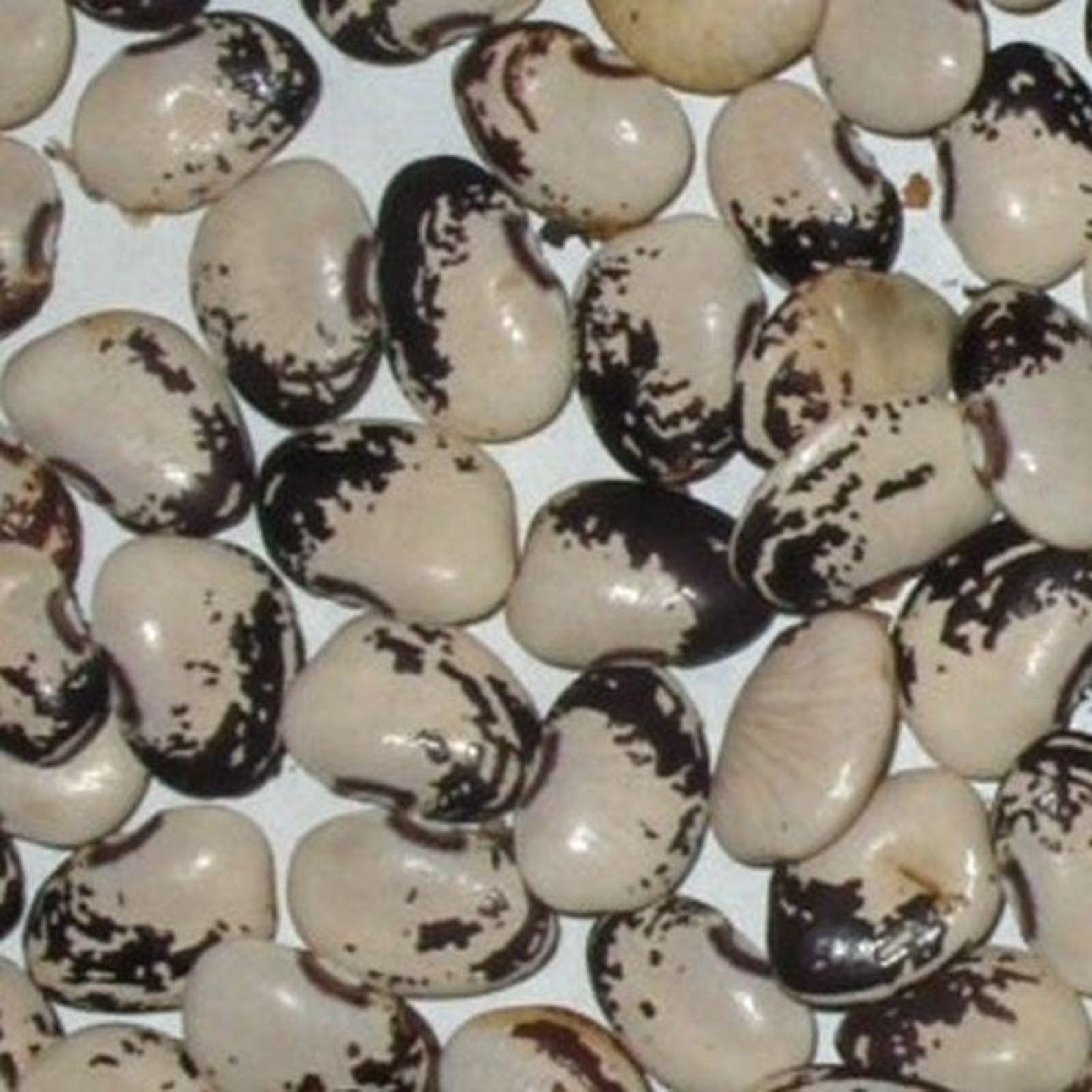 FLORIDA SPECKLED butter pole butter bean Seeds Etsy