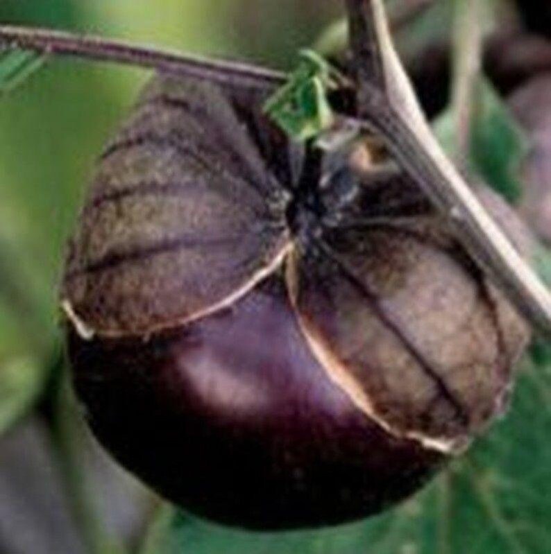 Purple de Milpa Tomatillo Seeds Etsy