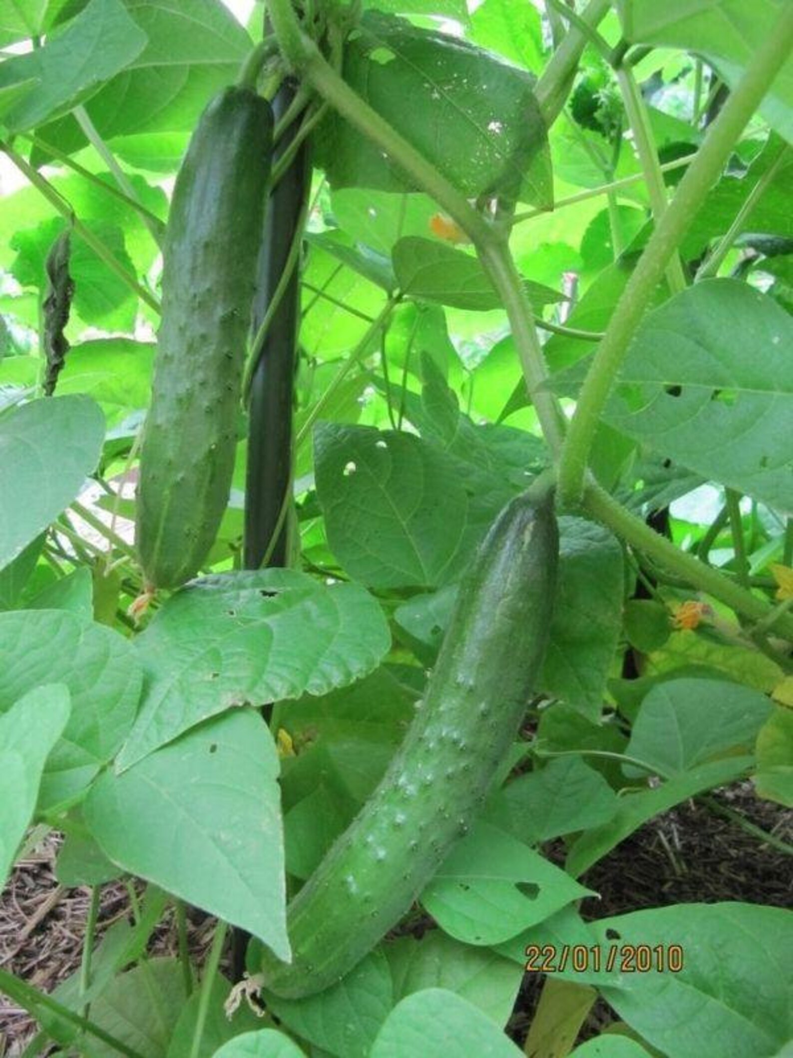 Japanese Climbing Cucumber Seeds Etsy