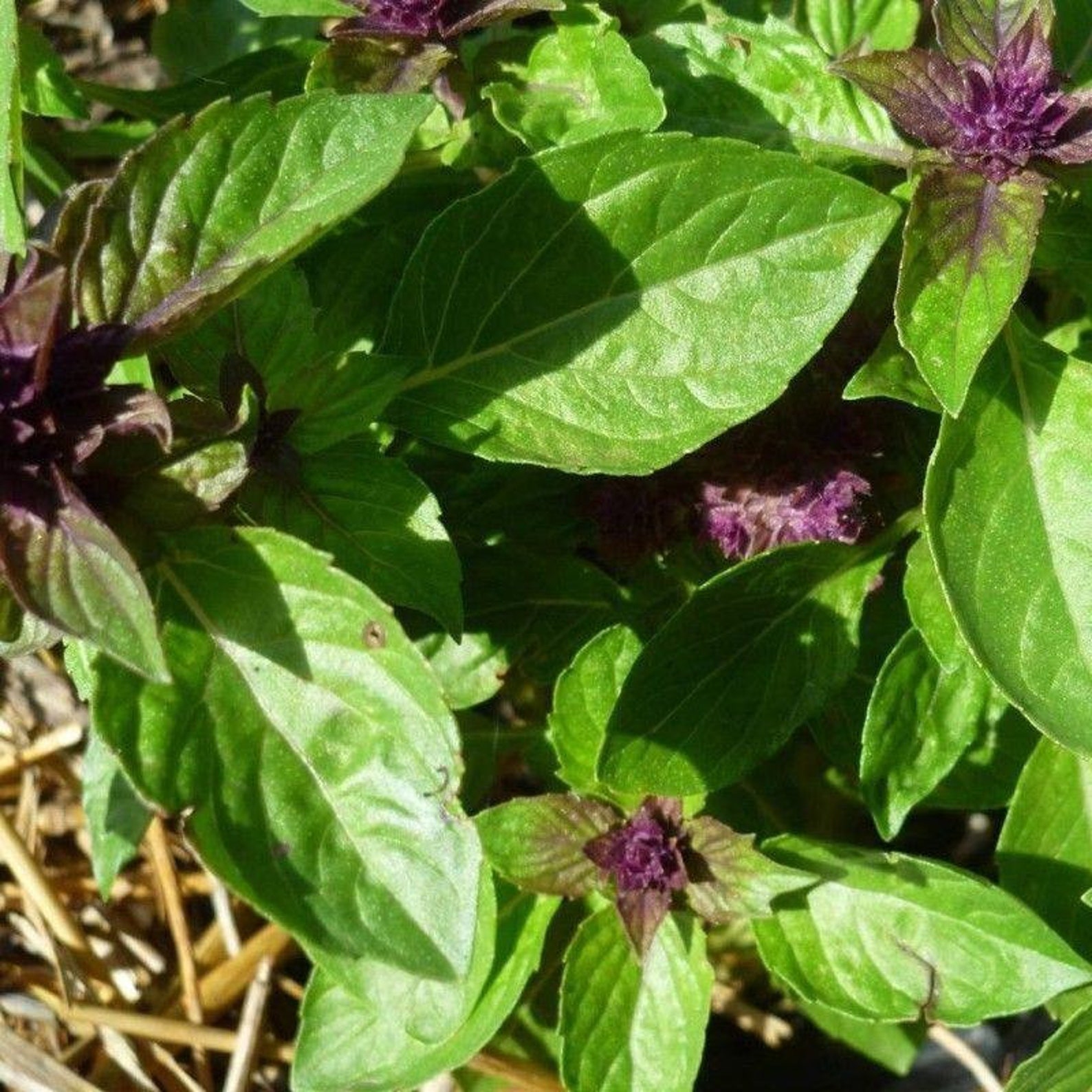 Licorice Basil Seeds Etsy