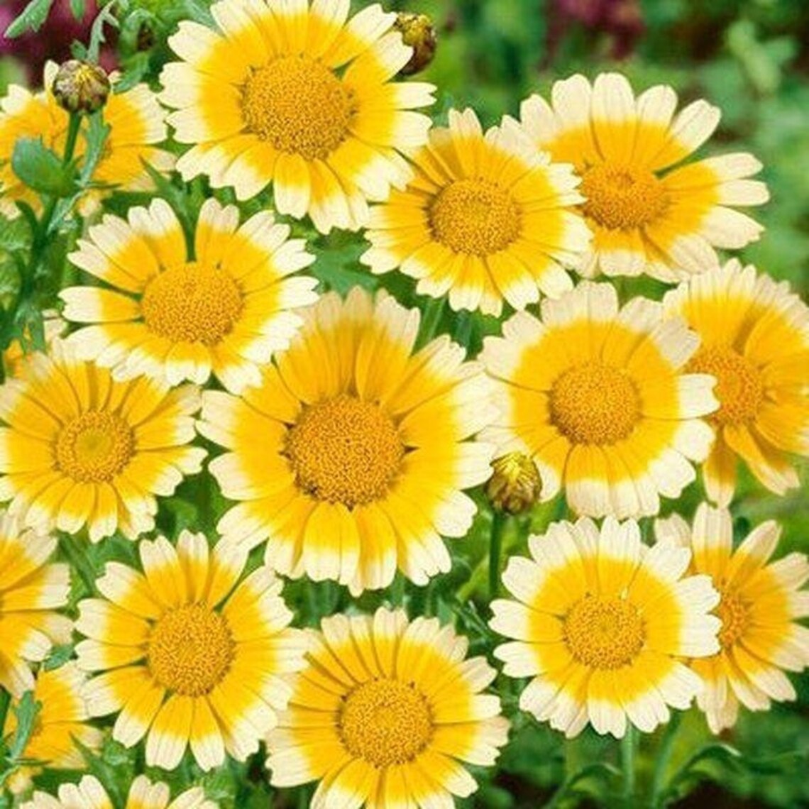 Garland Chrysanthemum Seeds Etsy