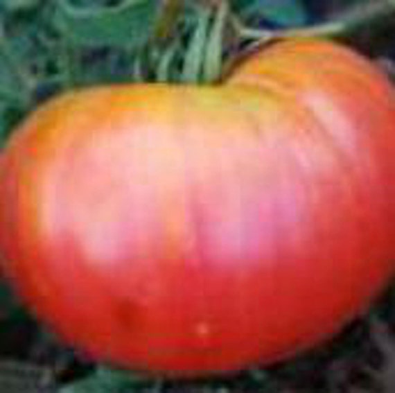 Northern Lights Tomato Seeds Etsy