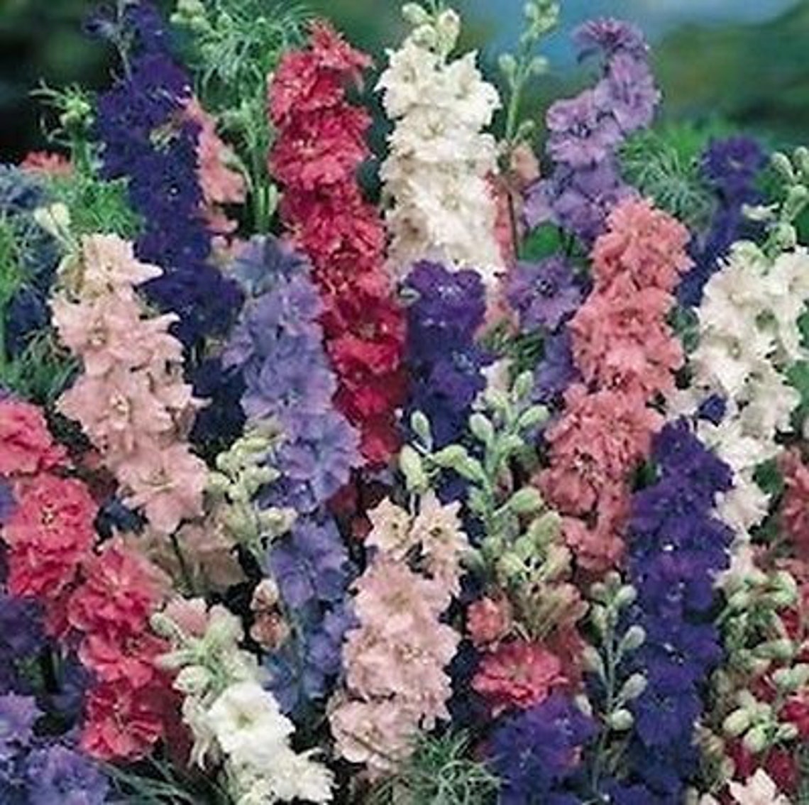 Giant Imperial Mix Larkspur Seeds Etsy