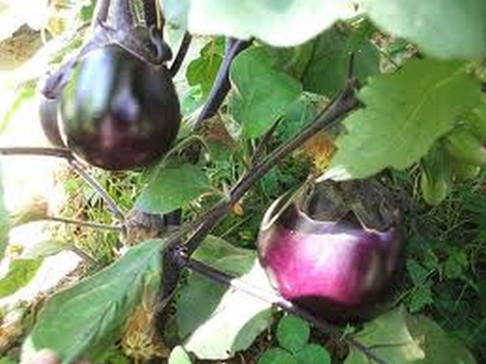 Kamo Japanese Eggplant Seeds Etsy