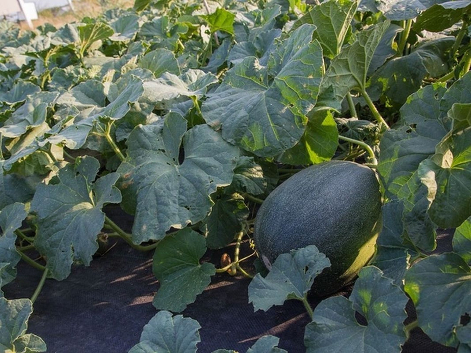 Israeli Old Original Melon Seeds | Etsy