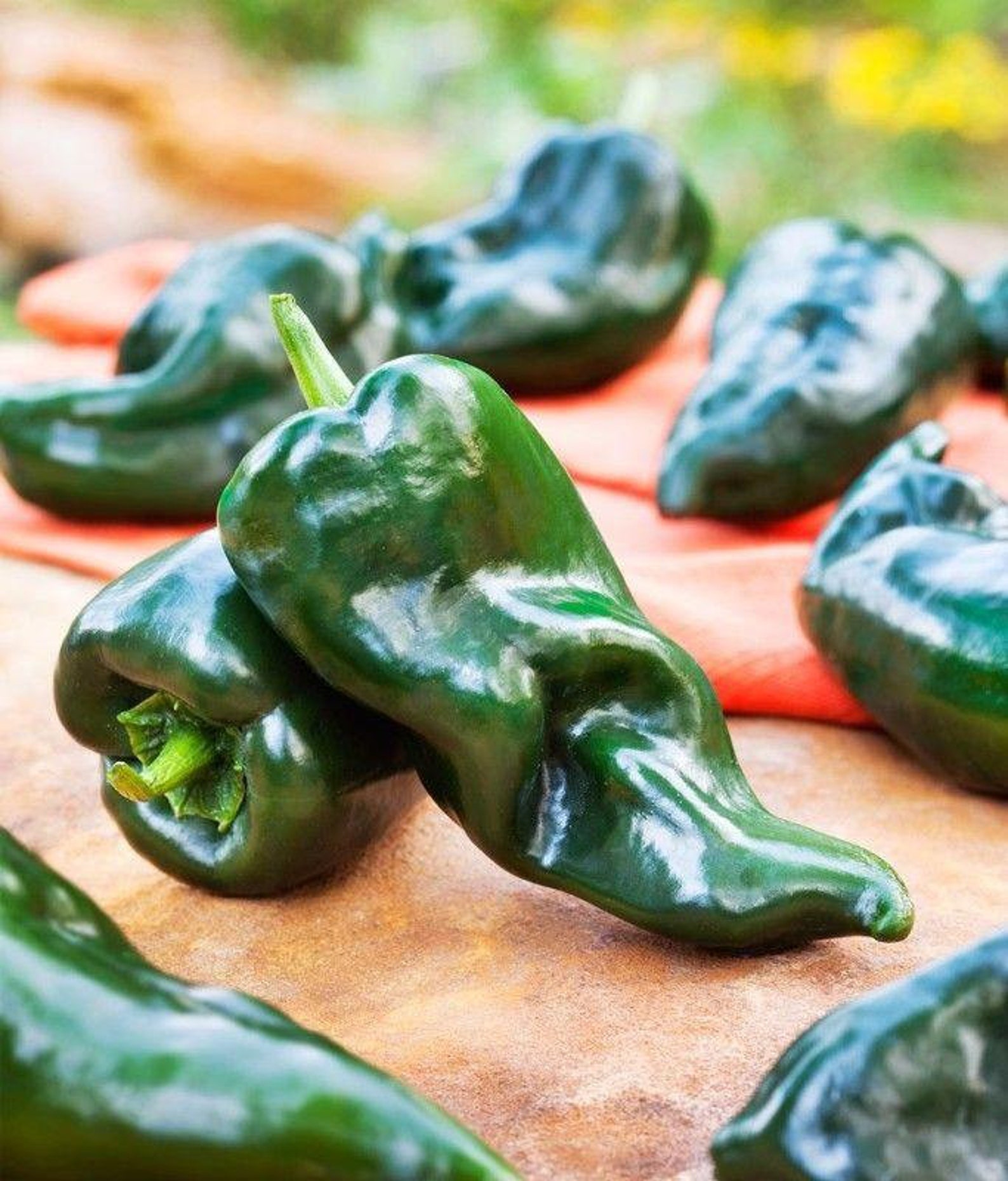 Ancho Mexican Large Hot Pepper Seeds Etsy