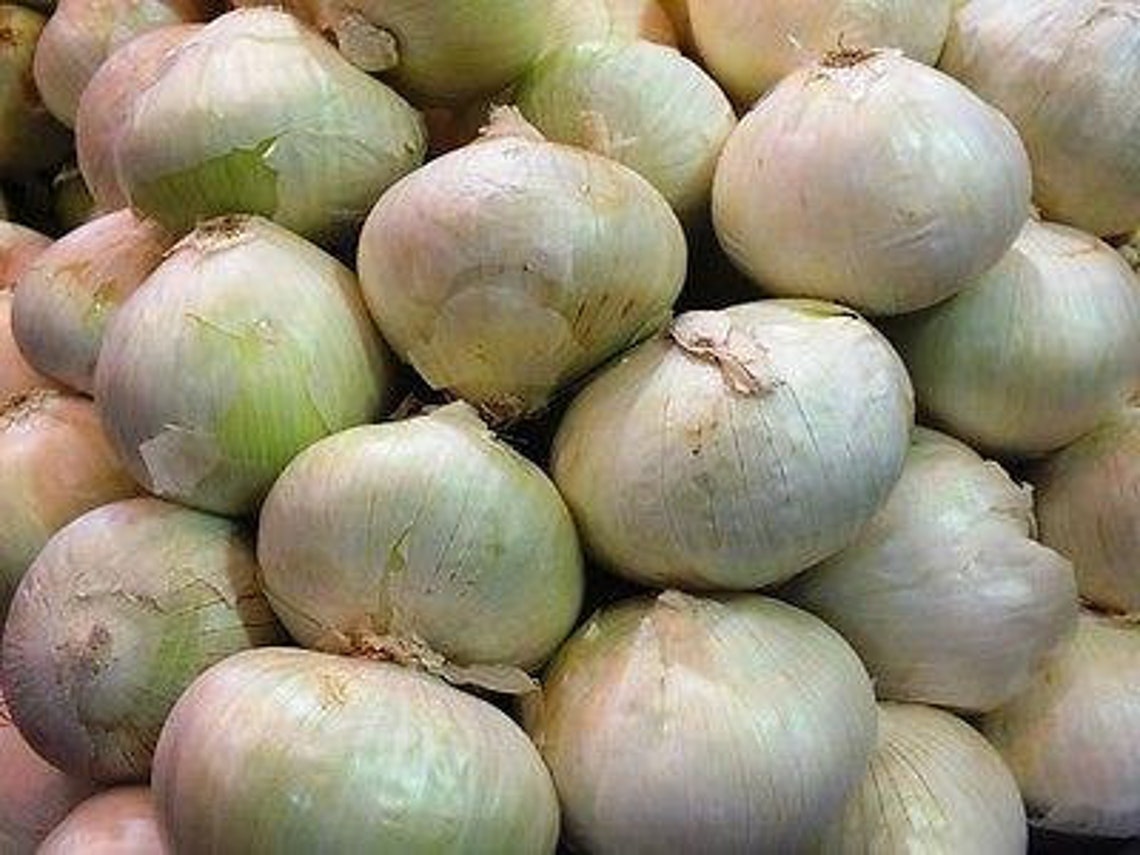 White Bermuda Onion Seeds Etsy