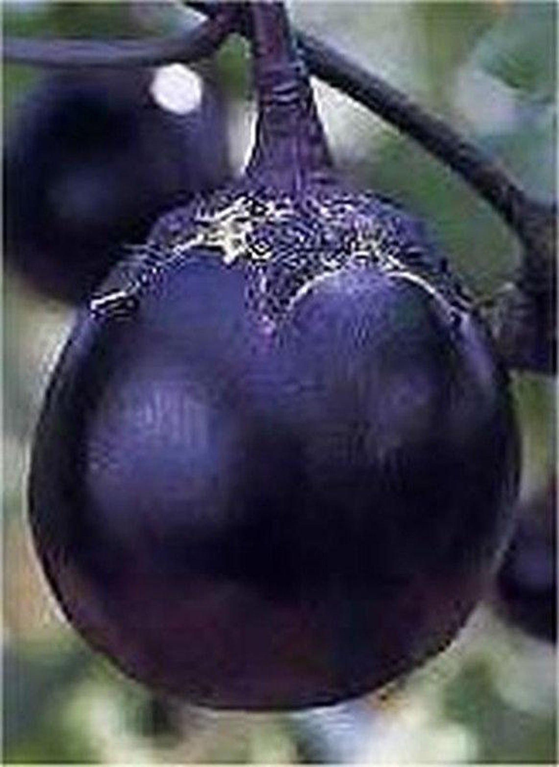 Kamo Japanese Eggplant Seeds Etsy