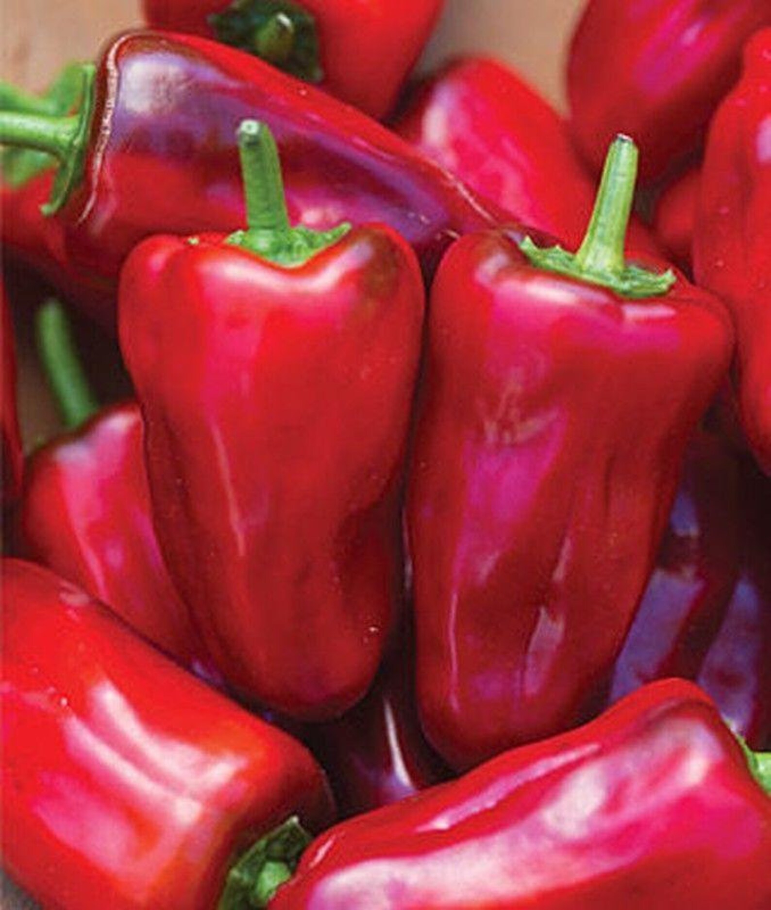 Sweet Heat Hybrid Sweet Pepper Seeds Etsy