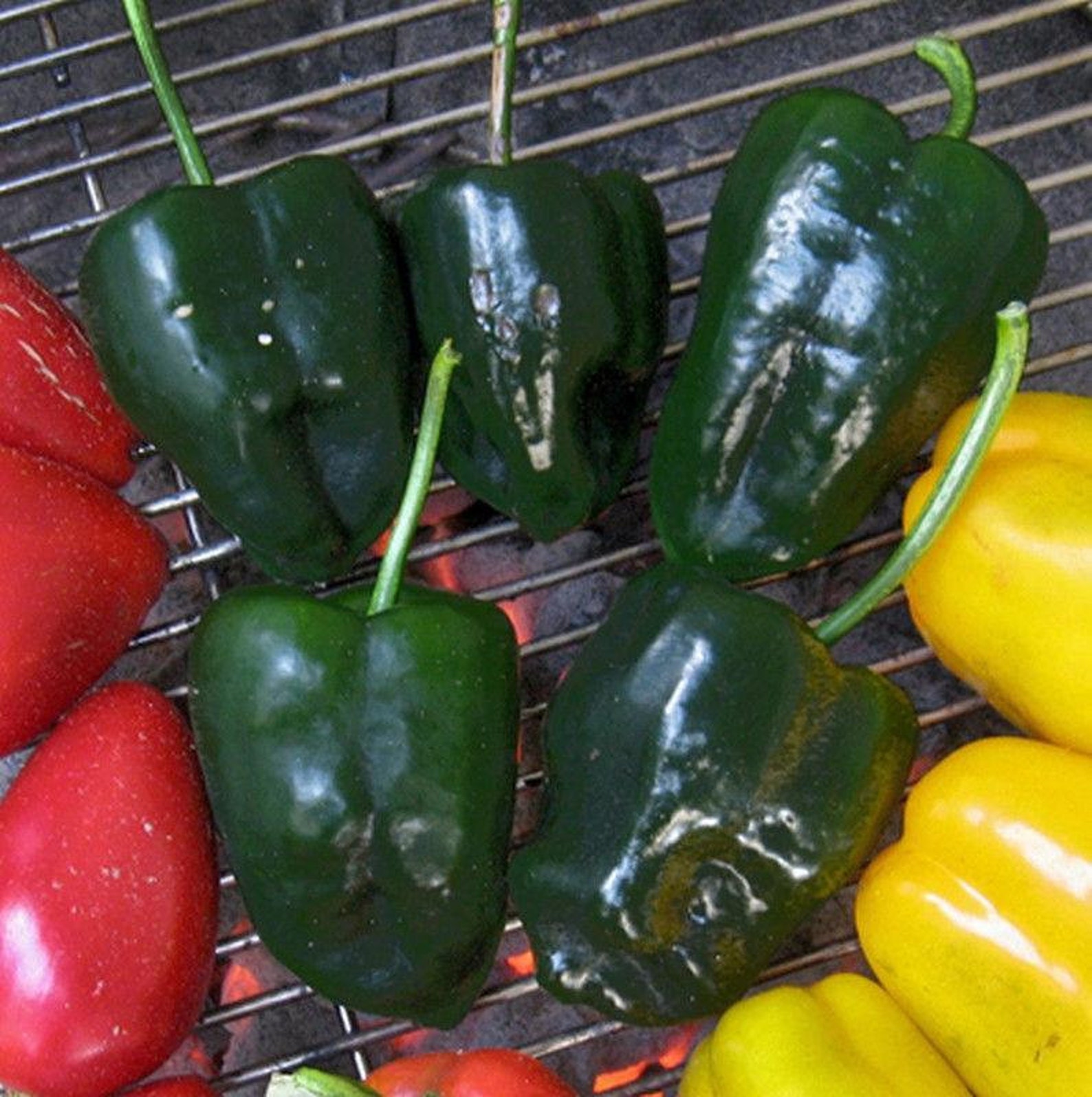 Mulato Isleno Peppers Seeds | Etsy