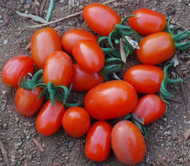Jelly Bean Hybrid Tomato Seeds Etsy