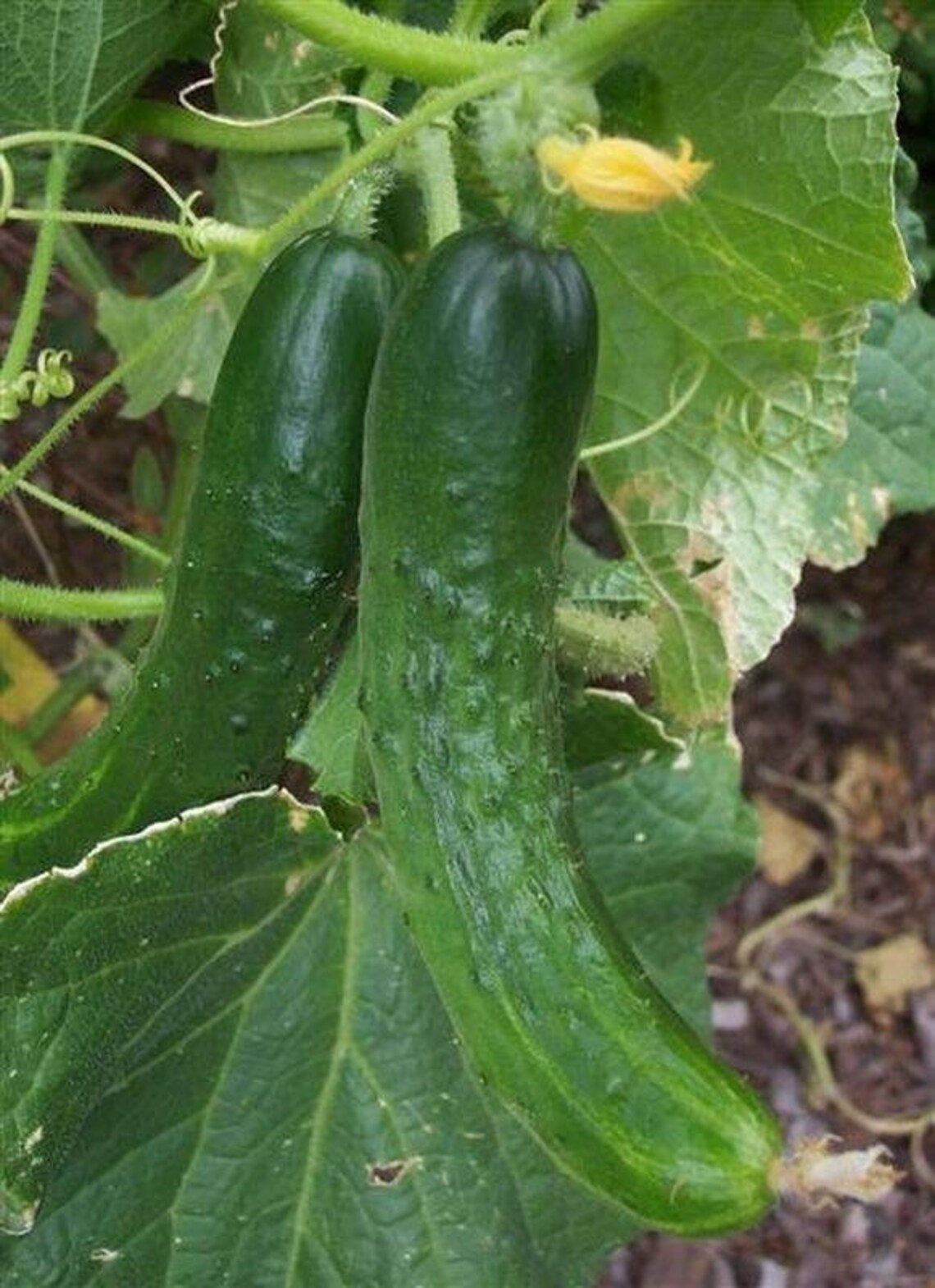 Japanese Climbing Cucumber Seeds Etsy