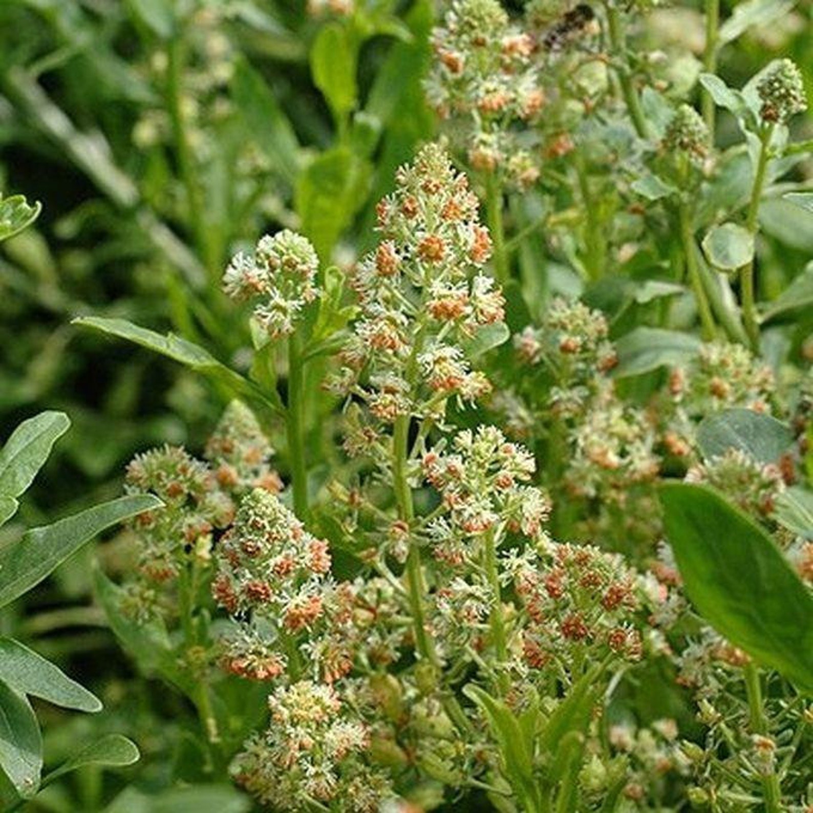 Резеда мин. Резеда душистая. Резеда трава. Reseda odorata. Резеда душистая многолетняя.