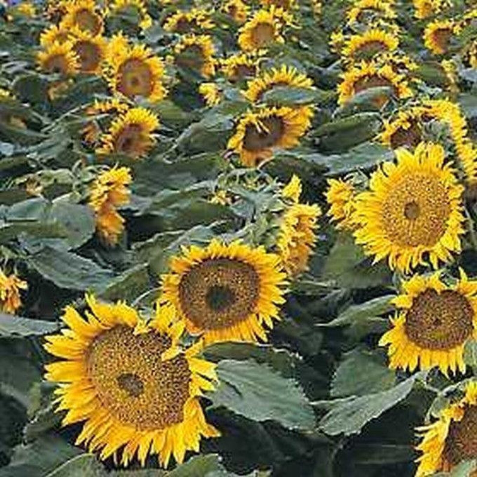 Sunspot Dwarf Sunflower Seeds Etsy