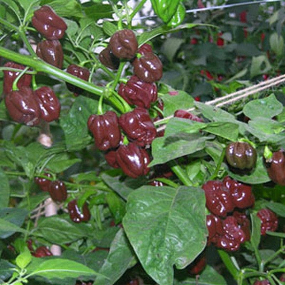 Chocolate Habanero Pepper Seeds Etsy