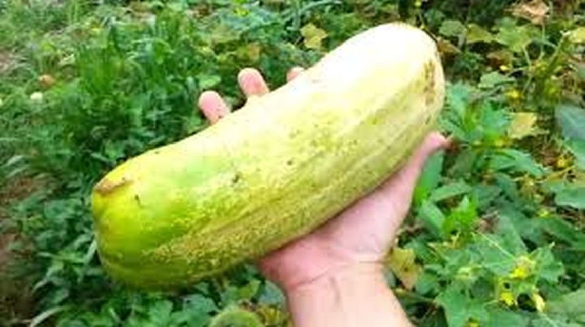 Langelang Giant Cucumber Seeds Etsy