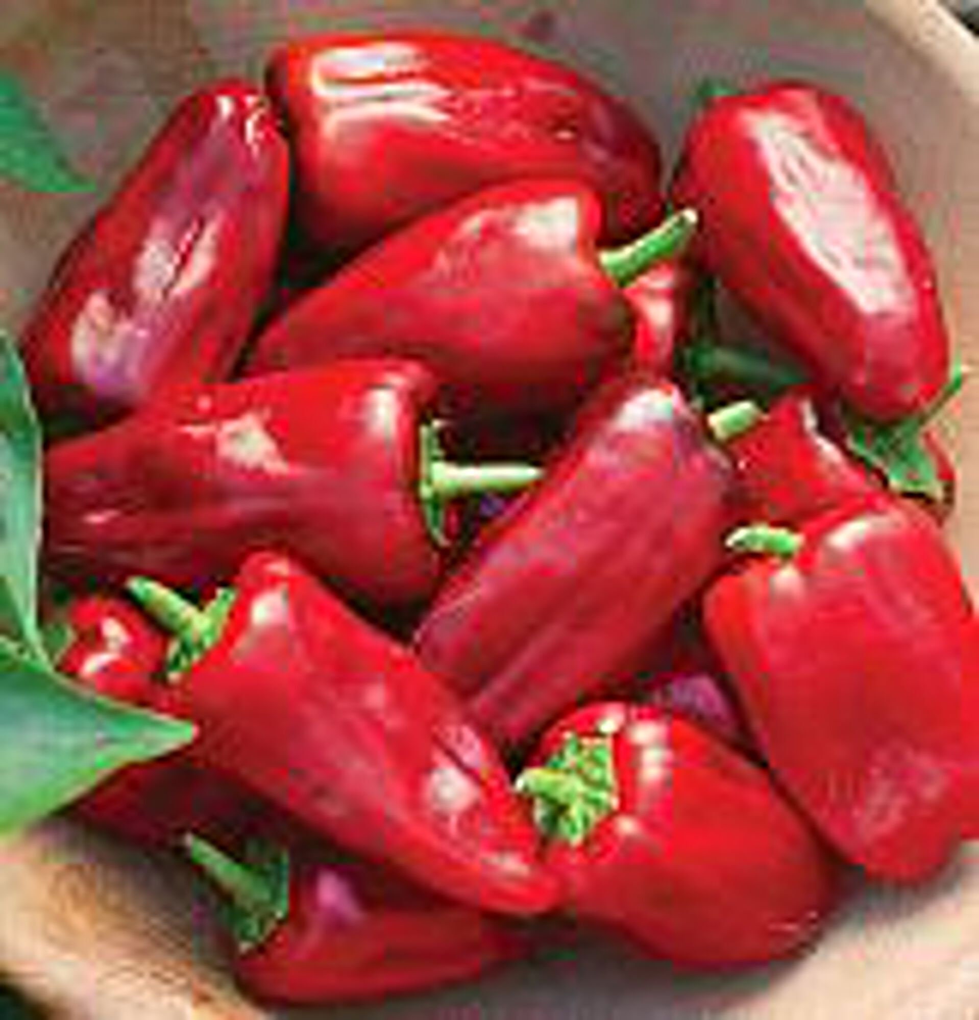 Sweet Heat Sweet Peppers Seeds Etsy