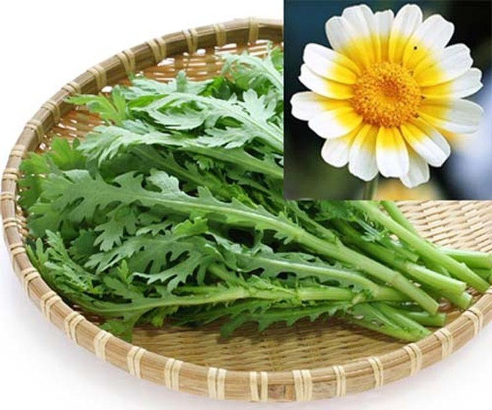 Garland Chrysanthemum Seeds Etsy