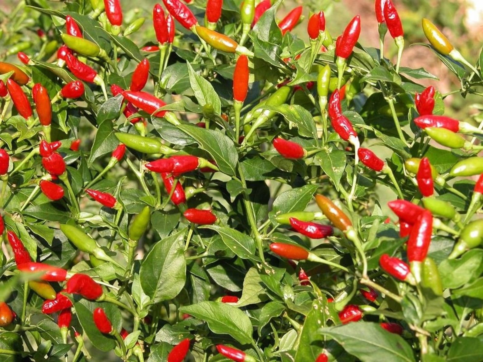 Firecracker Indian Hybrid Hot Pepper Seeds Etsy