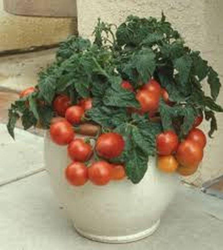 Patio F1 Hybrid Tomato Seeds Etsy