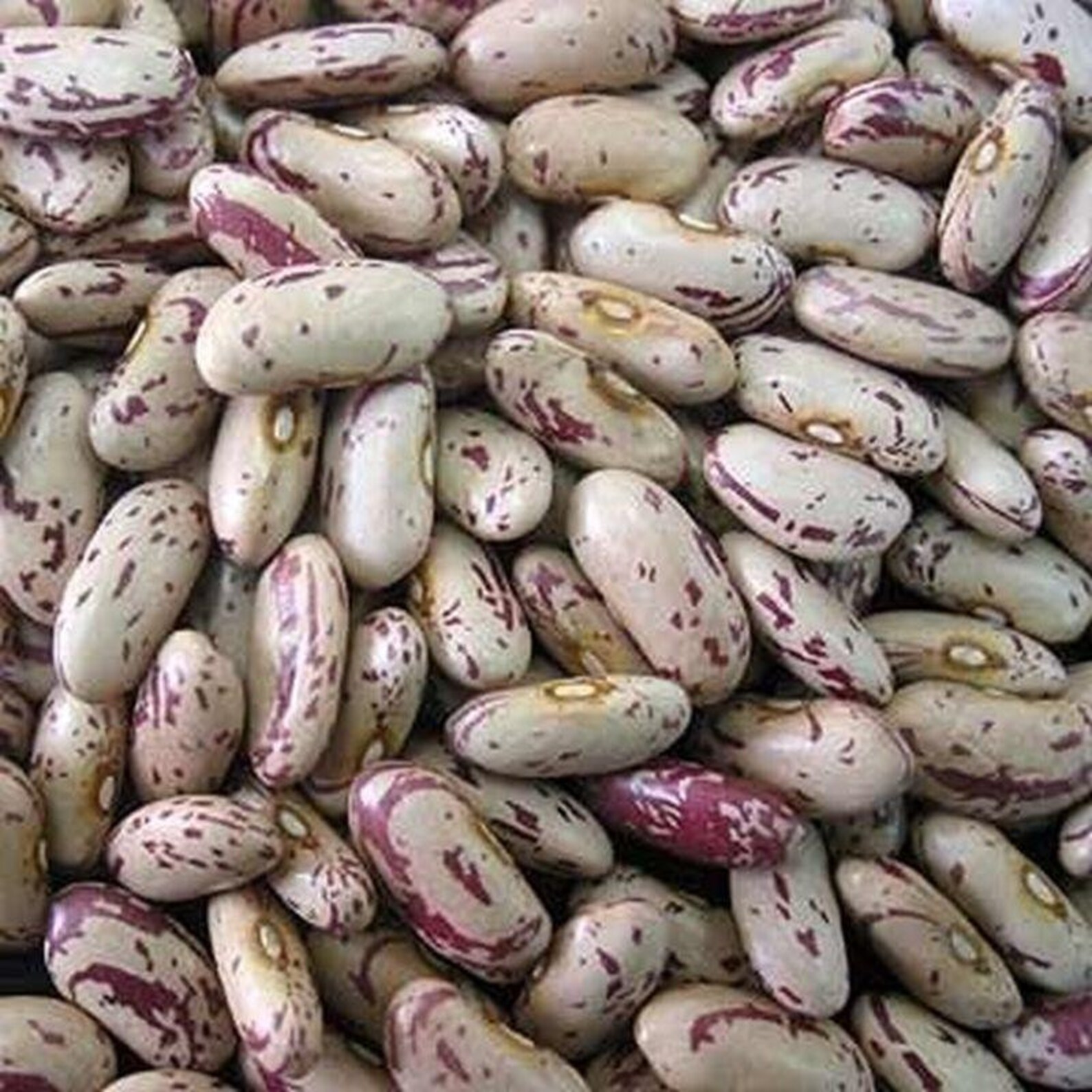 FLORIDA SPECKLED butter pole butter bean Seeds Etsy
